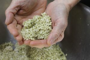 Two hands cup koji grains in a large stainless steel mixing bowl